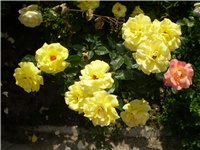 012aa1a2-Picture 4481.jpg